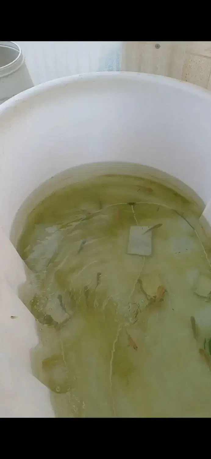 وان ماهی|ماهی|حمیدیا, |دیوار