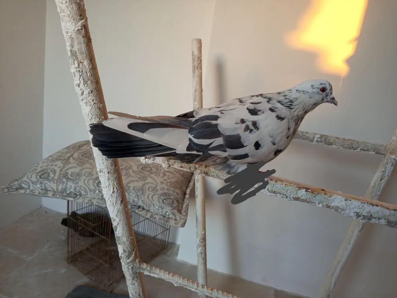 این کفتر مهمون ما شده غروب|پرنده|سلطانیه, |دیوار