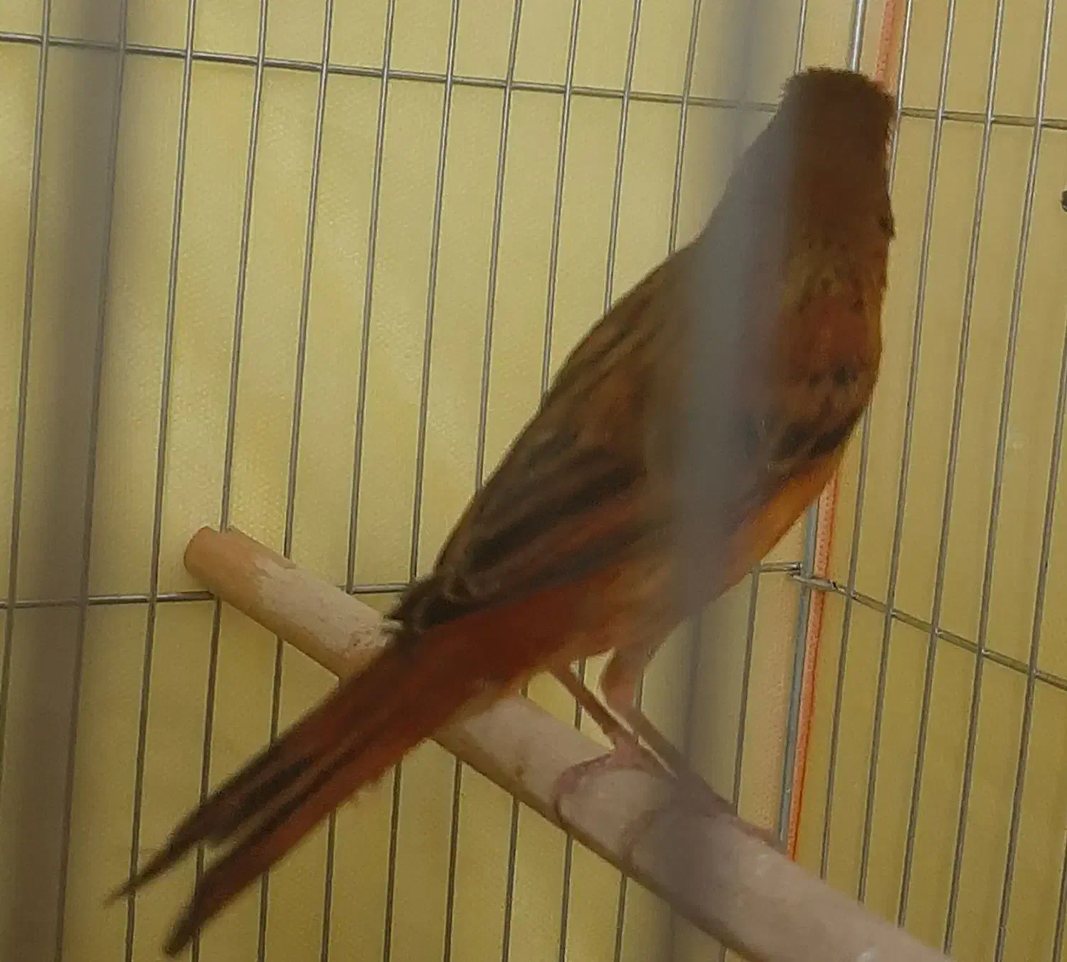 قناری سرخ نر، مست مادگیر|پرنده|شیراز, طلاب|دیوار