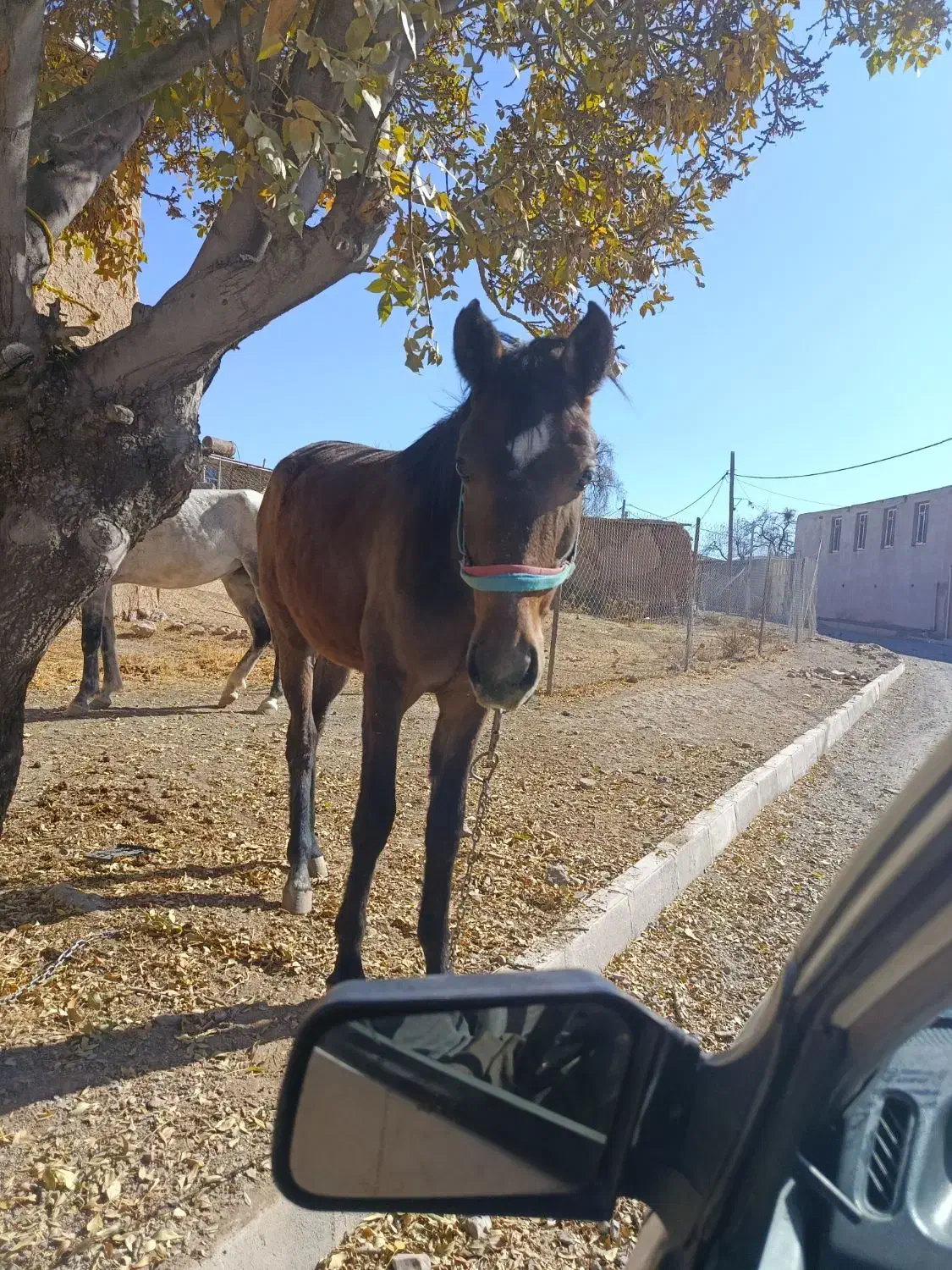 مادیون|اسب و تجهیزات اسب‌سواری|اراک, |دیوار
