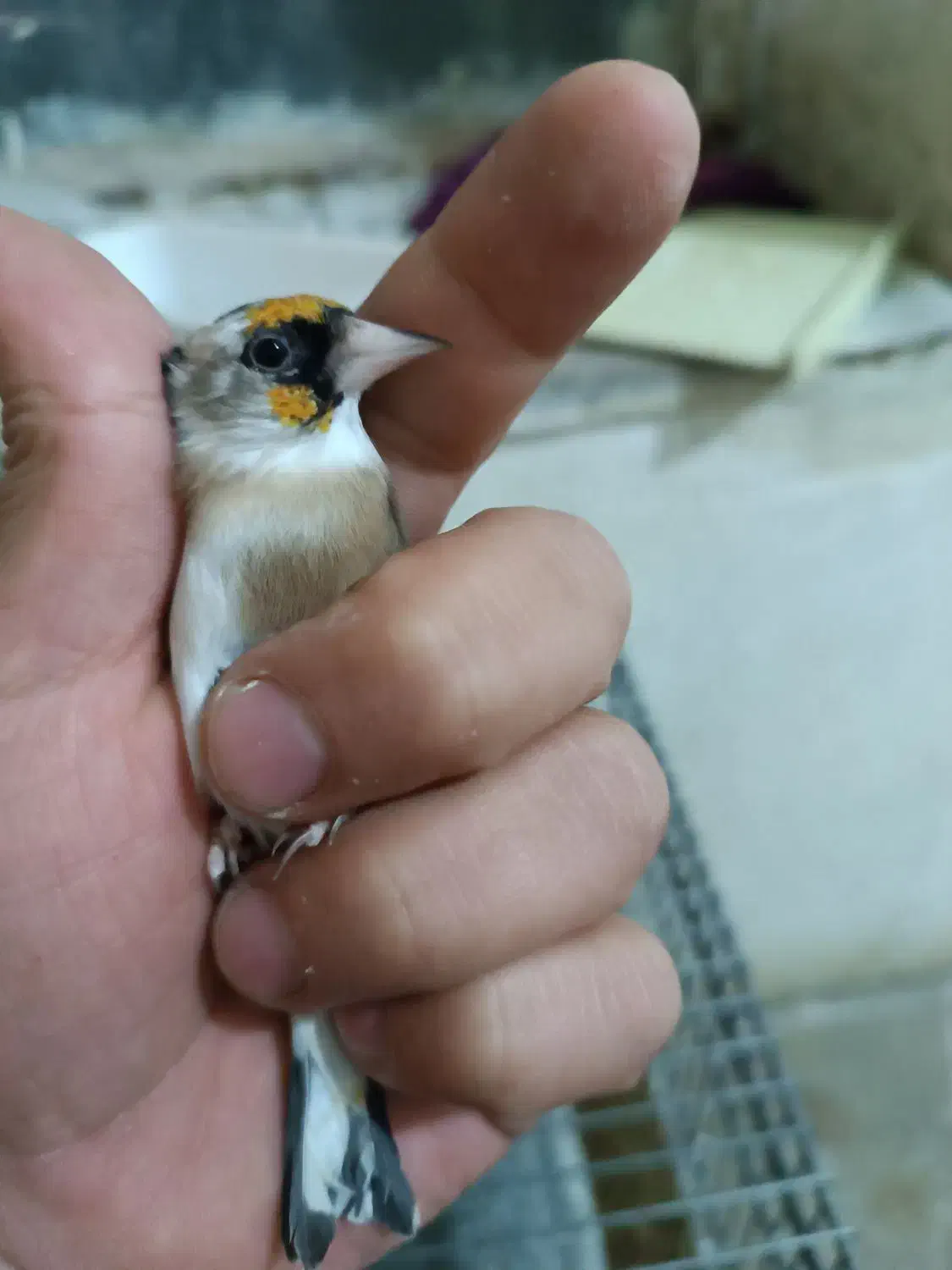 سهره گم شده|حیوانات|کرمانشاه, |دیوار