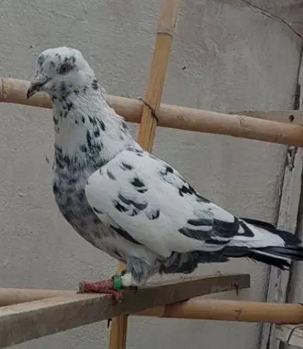 گمشده|حیوانات|بومهن, |دیوار