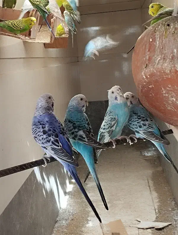 مرغ عشق۸تخم|پرنده|سیب و سوران, |دیوار