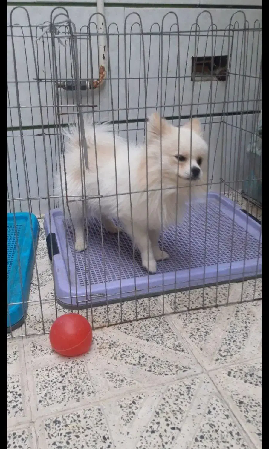 سگ پامرین|سگ|اصفهان, قائمیه|دیوار