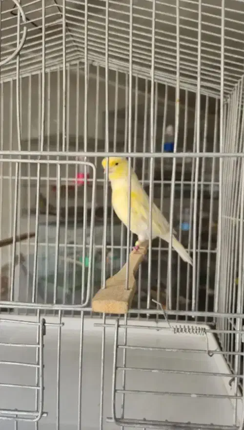 قناری یلو|پرنده|اصفهان, بوستان ناژوان|دیوار