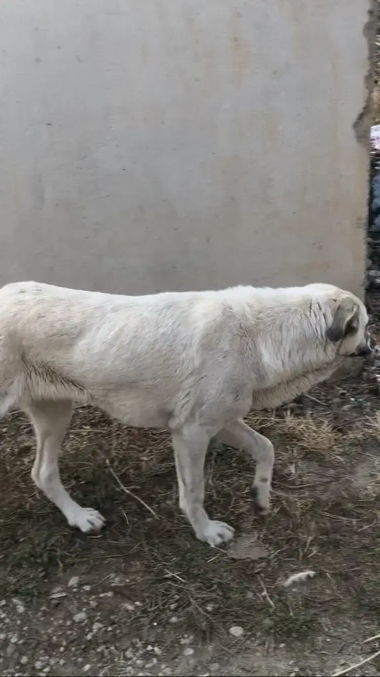 توله سگ ماده دورگه سرابی-پژدر|سگ|پیرانشهر, |دیوار