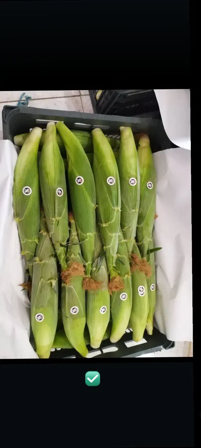 کارگر اتباع میخام برای کار بلال چیدن|استخدام صنعتی، فنی، مهندسی|کرمان, |دیوار