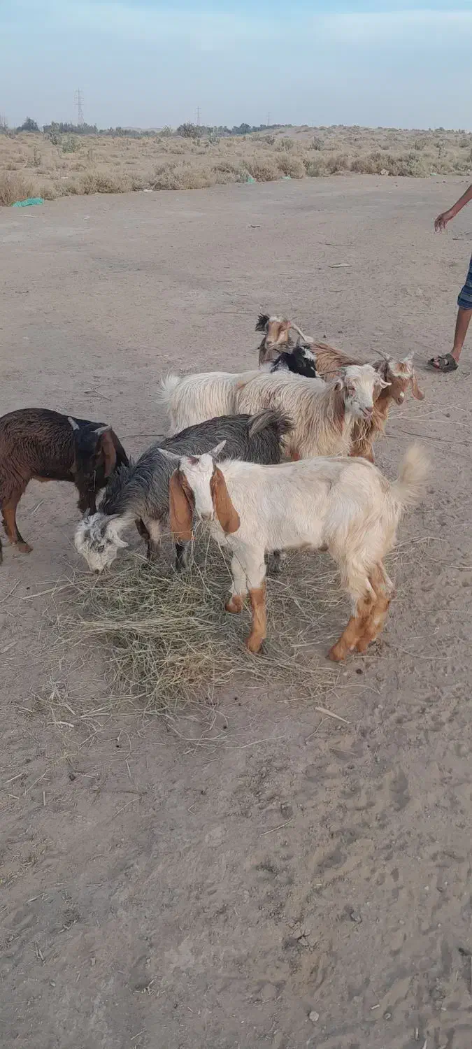 کهره نر|حیوانات مزرعه|جیرفت, |دیوار