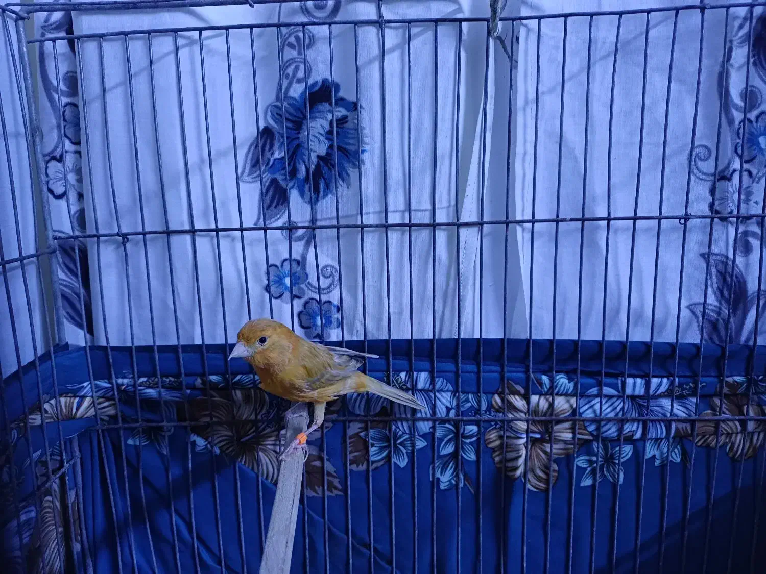 قناری نر ۴ ماهه|پرنده|کرمان, |دیوار