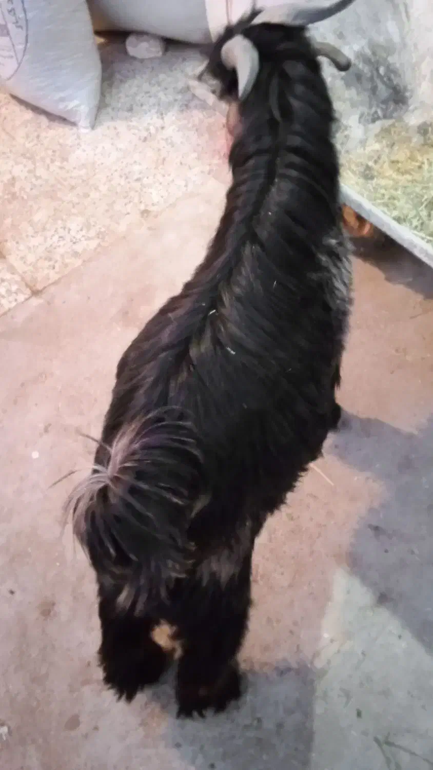 بزغاله کشتی|حیوانات مزرعه|فرخ‌شهر, |دیوار