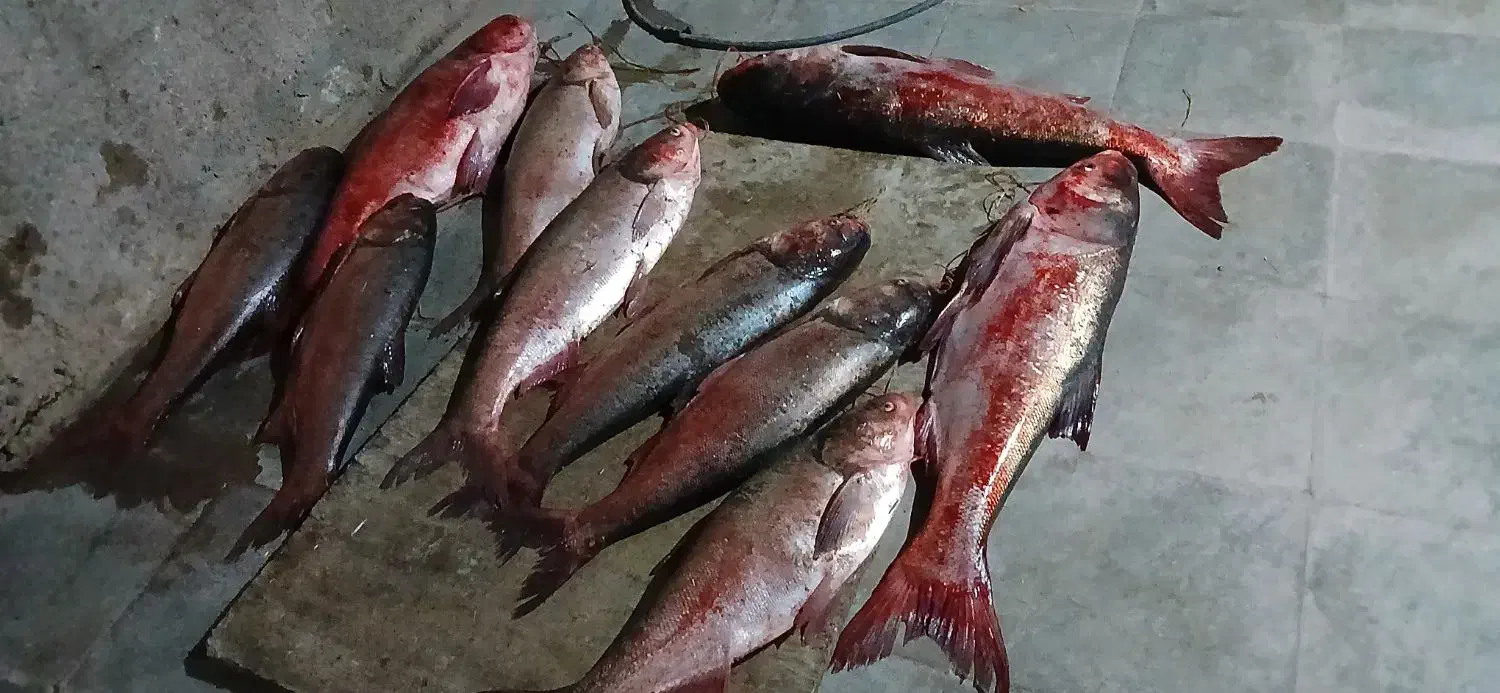 فروش ماهی|ماهی|داراب, |دیوار