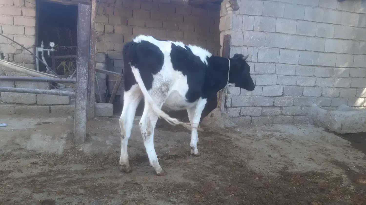 گاو گوساله آبستن|حیوانات مزرعه|گتوند, |دیوار