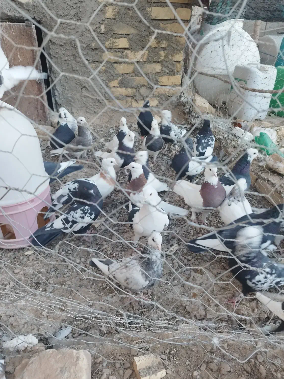 کفترفورشی کوهبنان|پرنده|کوهبنان, |دیوار