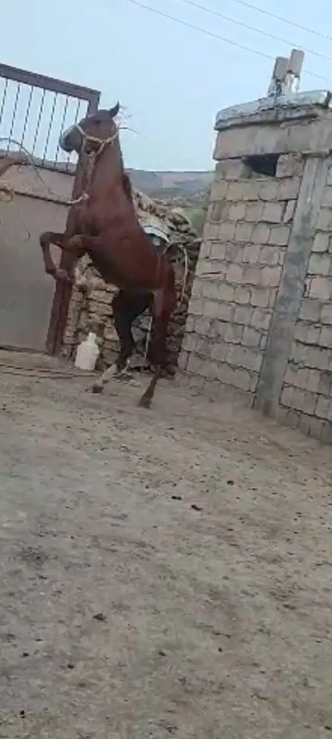 اسب نریونی|اسب و تجهیزات اسبسواری|دزفول, |دیوار