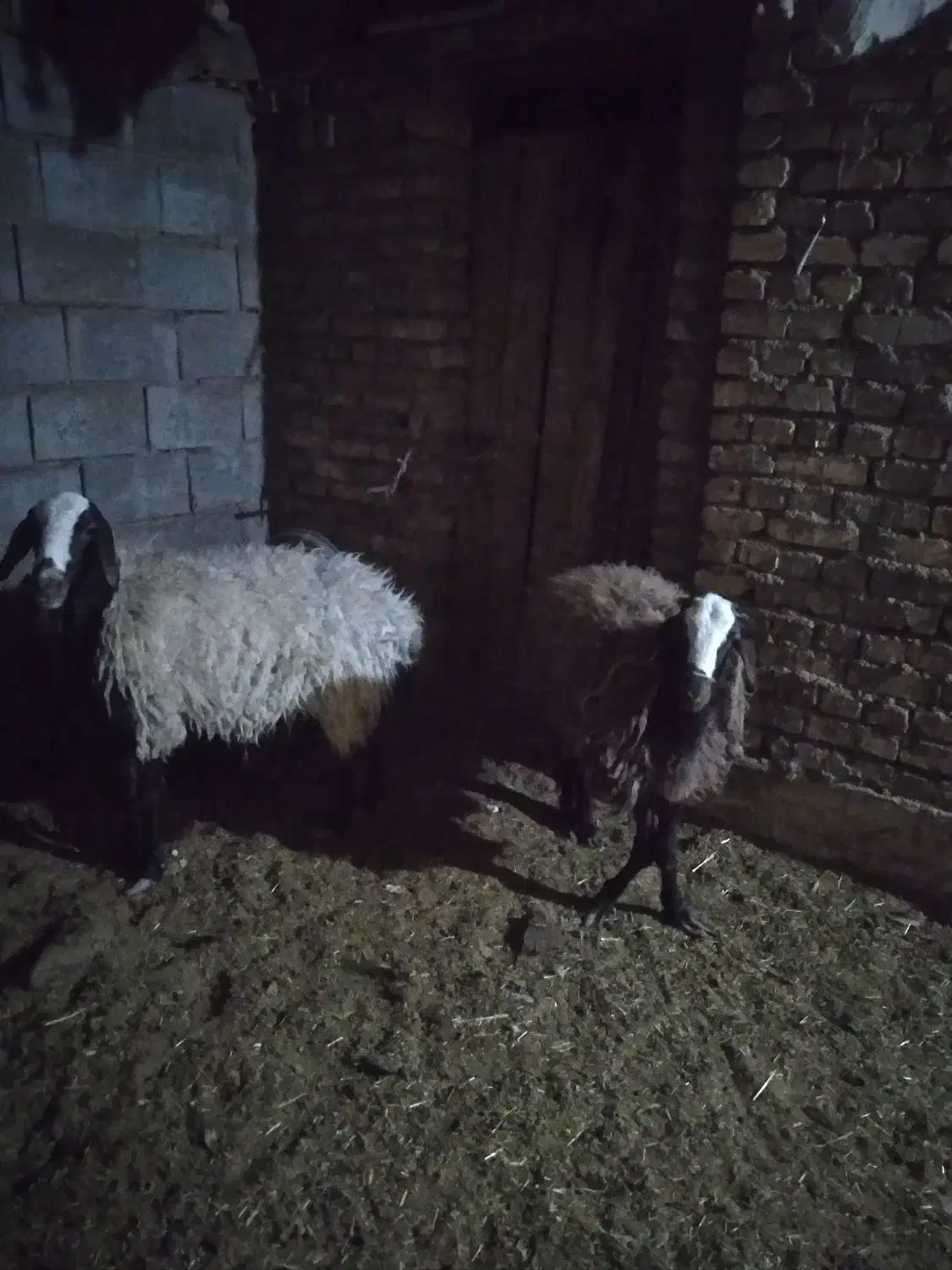 میش شال با بره سبک|حیوانات مزرعه|اردکان, |دیوار