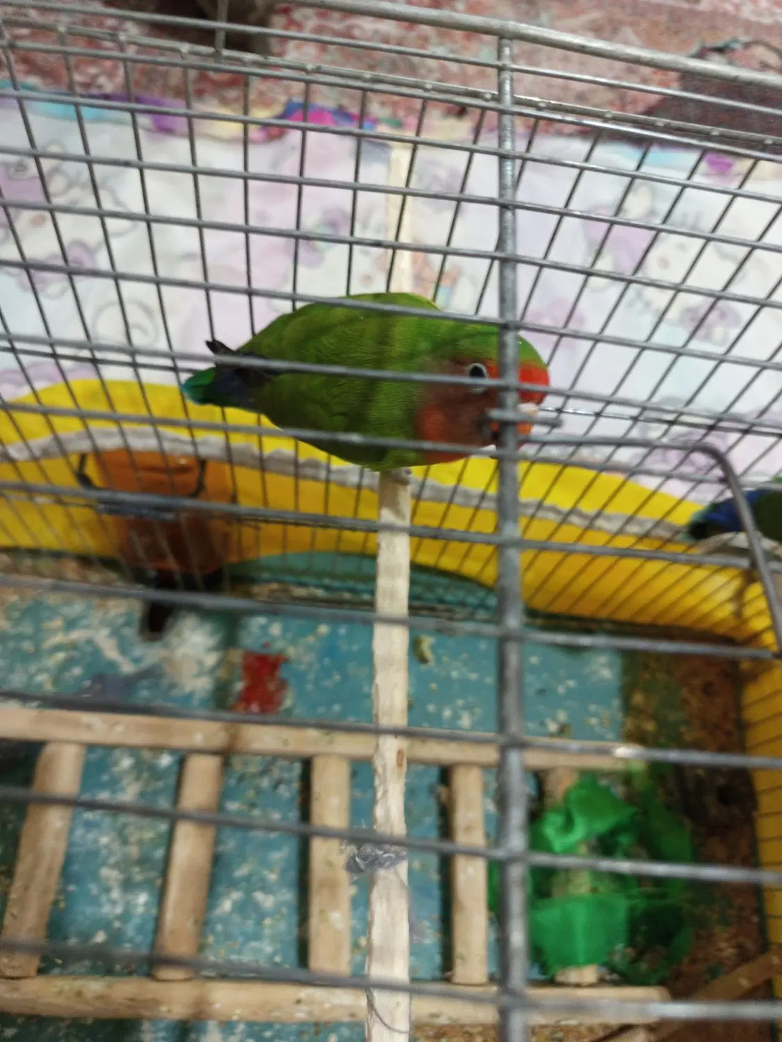 طوطی|پرنده|خوی, |دیوار