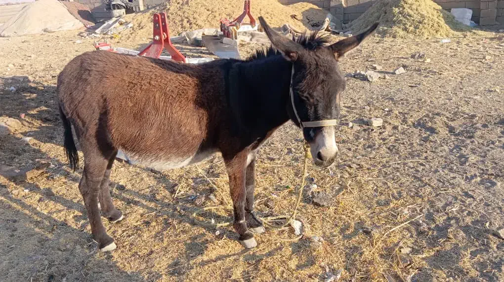 الاق|حیوانات مزرعه|شیراز, کوشک بیدک|دیوار