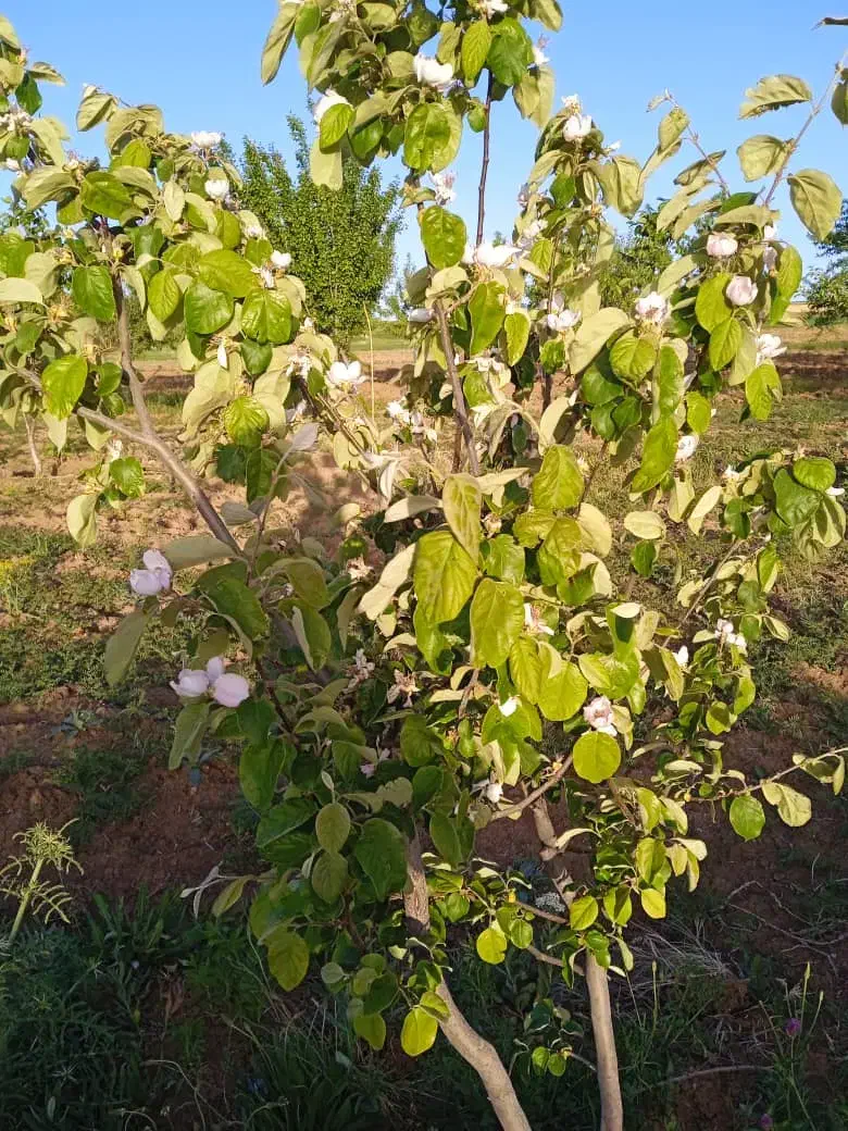 کاه گندم|حیوانات مزرعه|سجاس رود, |دیوار