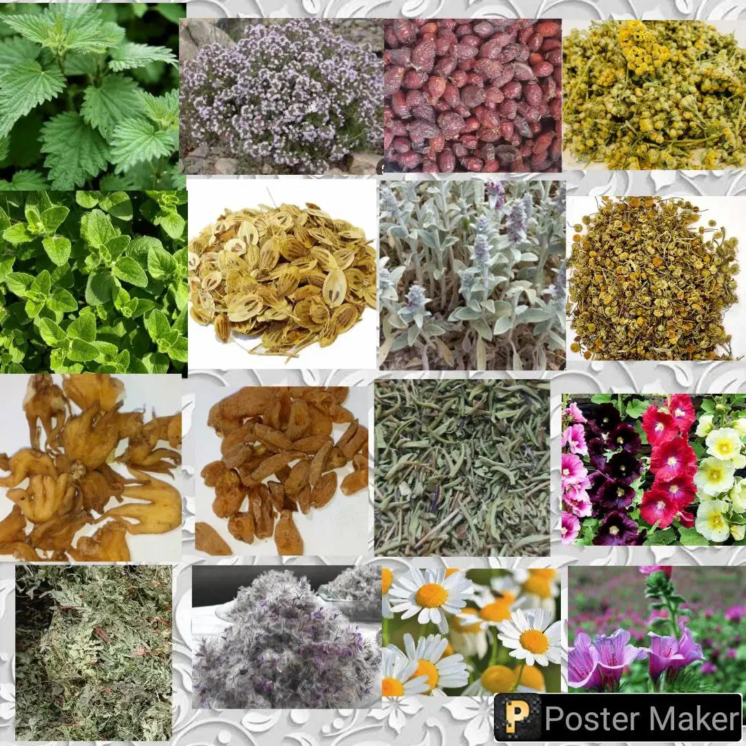 تهیه توزیع گیاهان دارویی|خوردنی و آشامیدنی|نمین, |دیوار