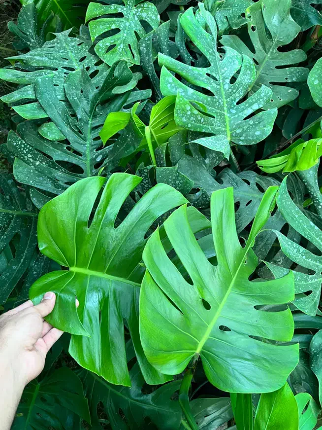 مانسترا و برگ انجیری|گل و گیاه طبیعی|آمل, |دیوار