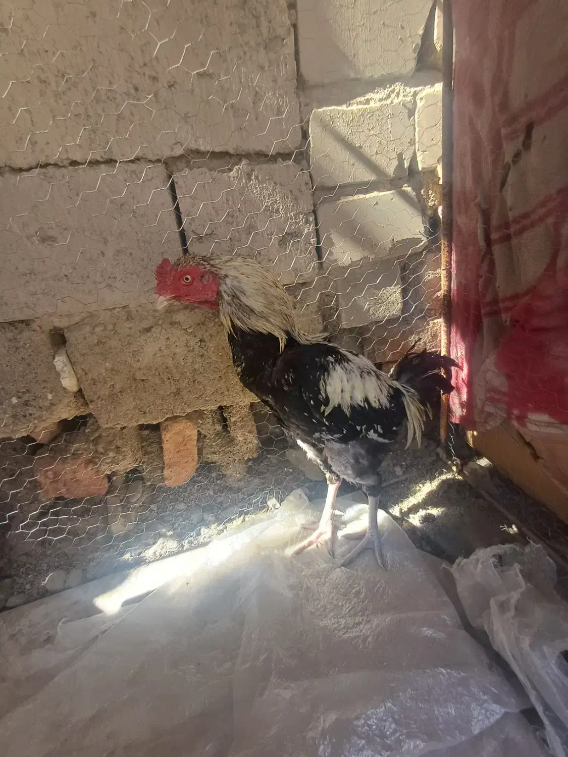 گوشت معاوضه با مرغ عشق ضمانتی|خوردنی و آشامیدنی|ایرانشهر, |دیوار