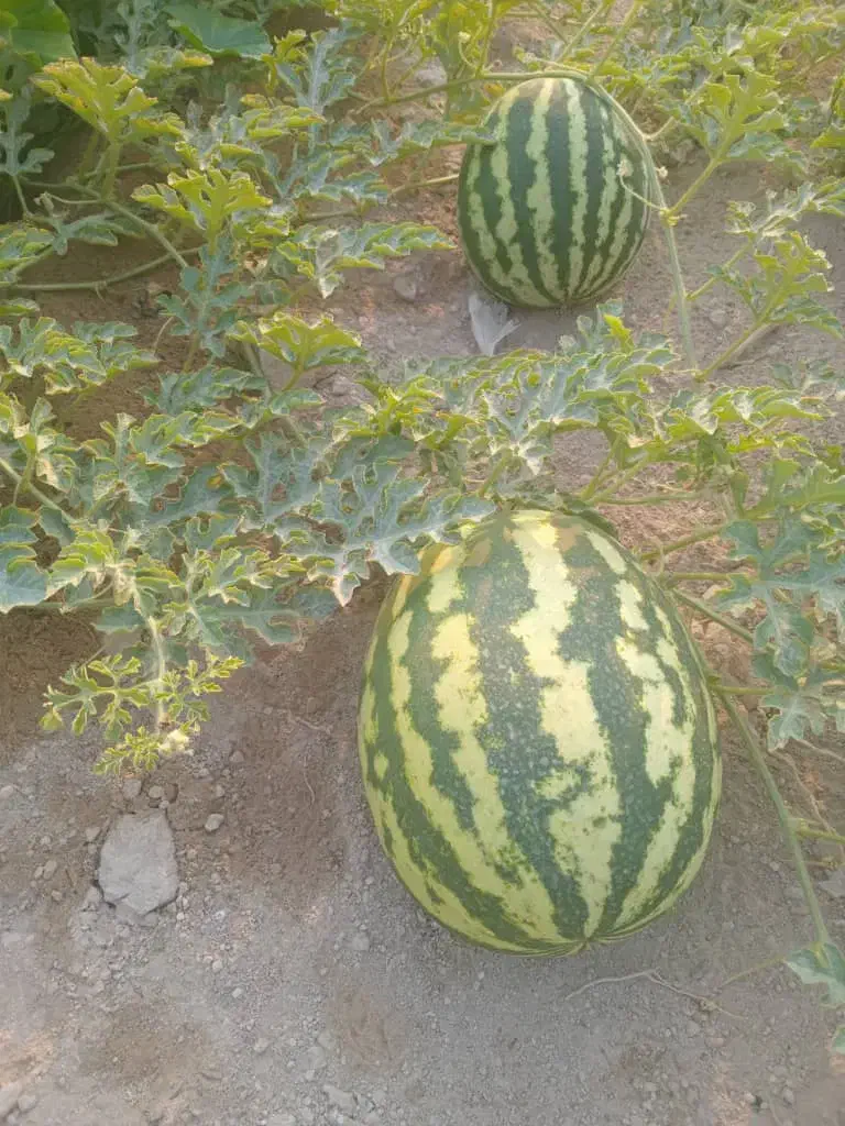 هندوانه دامی سالم‌و سوزنی|خوردنی و آشامیدنی|آبدان, |دیوار