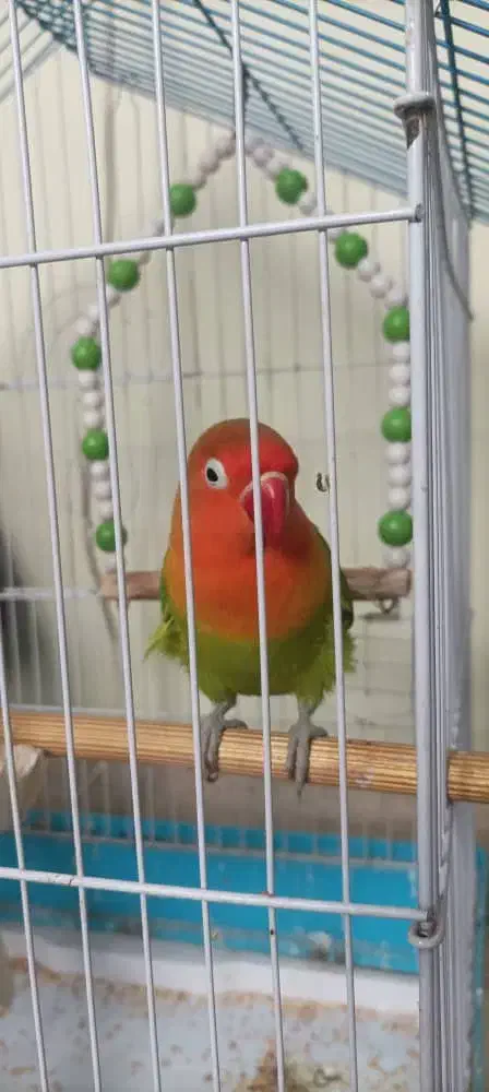 طوطی بریزیلی|پرنده|رشت, دیانتی|دیوار