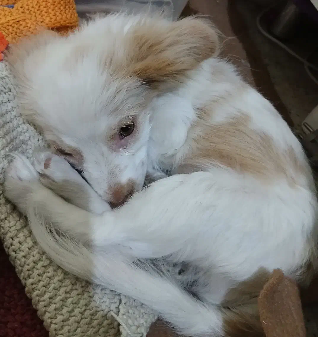 واگذاری سگ|سگ|قرچک, شهرک الحدید|دیوار