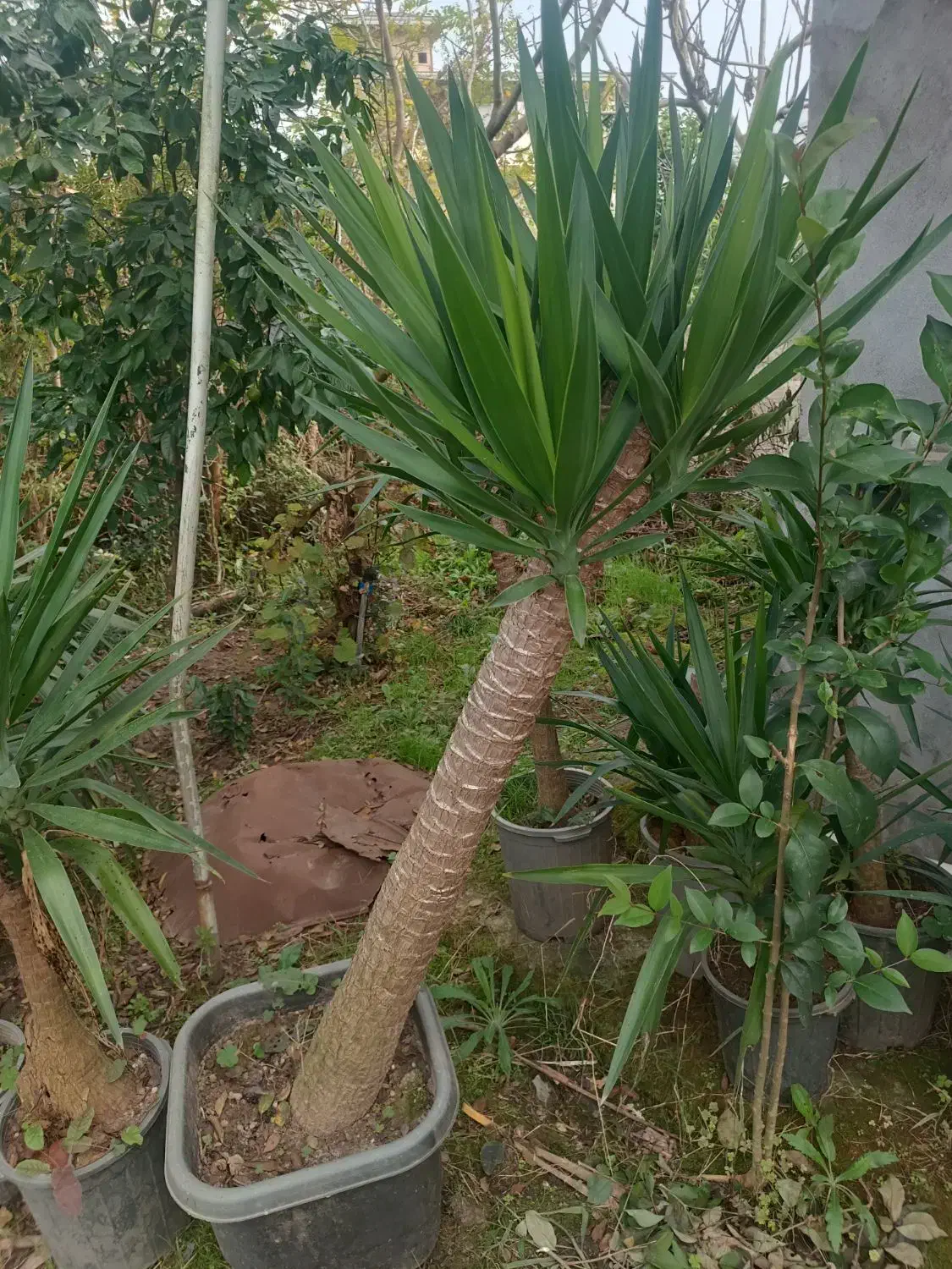 گل یوکا سطل ده تا سطل 40|گل و گیاه طبیعی|نشتارود, |دیوار