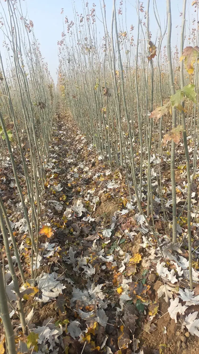 فروش انواع ارقام نهال های مثمروغیرمثمر|خدمات باغبانی و درختکاری|پاکدشت, پاکدشت (مامازند)|دیوار