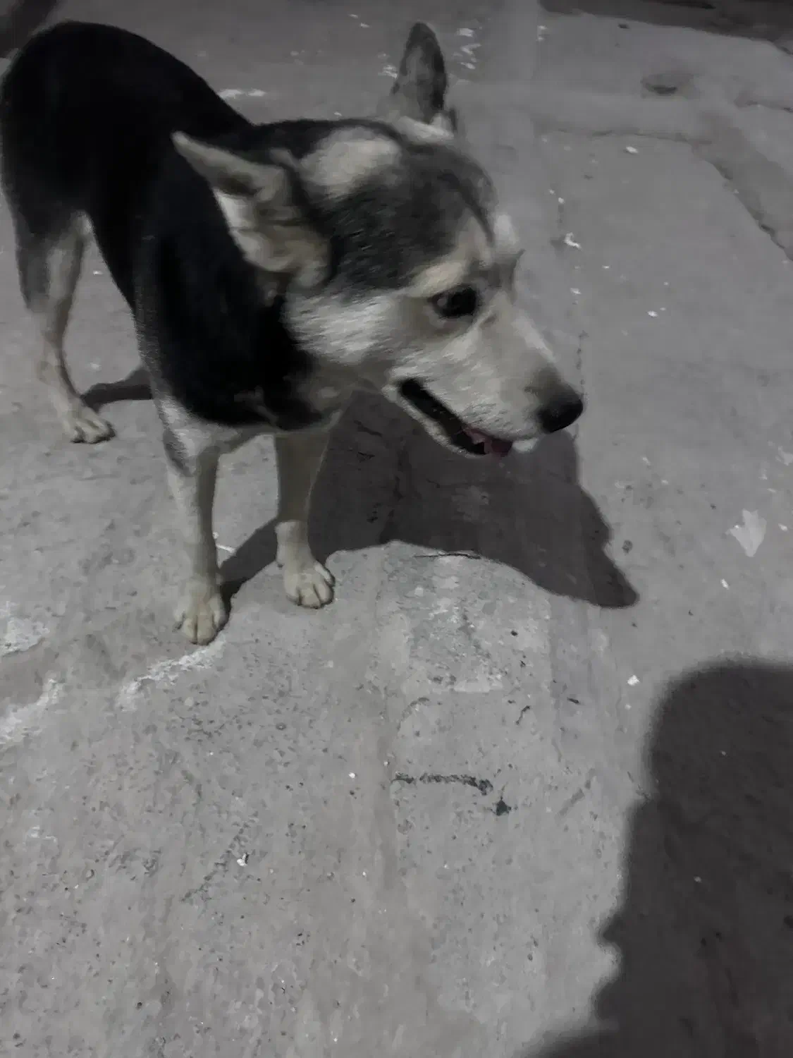 سگ پیداشده در خیابان خیام|حیوانات|کرج, گلشهر|دیوار