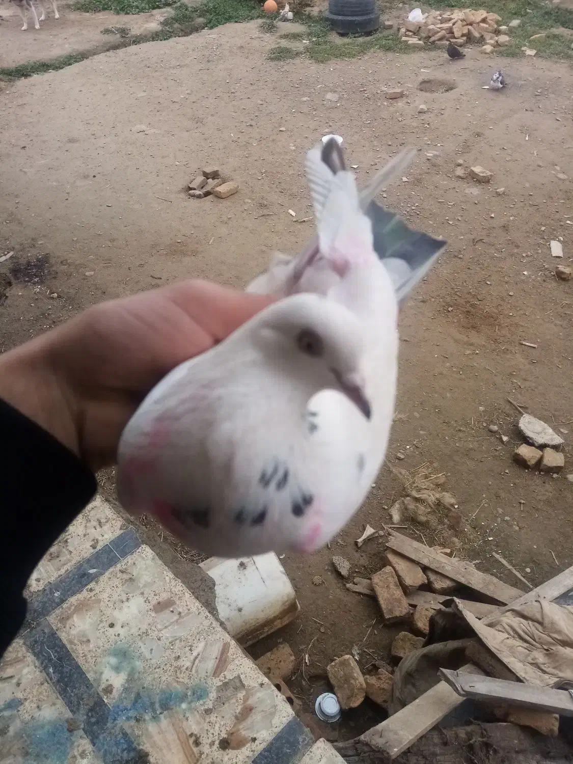 کبوتر|پرنده|سیمین شهر, |دیوار