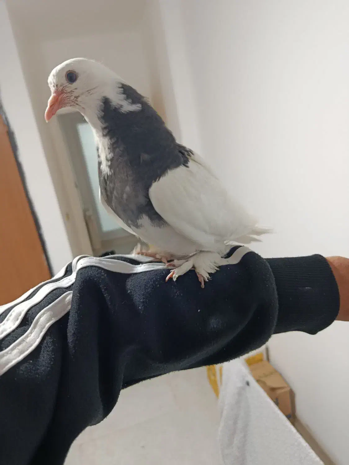 جوجه طوقی|پرنده|کرمان, |دیوار