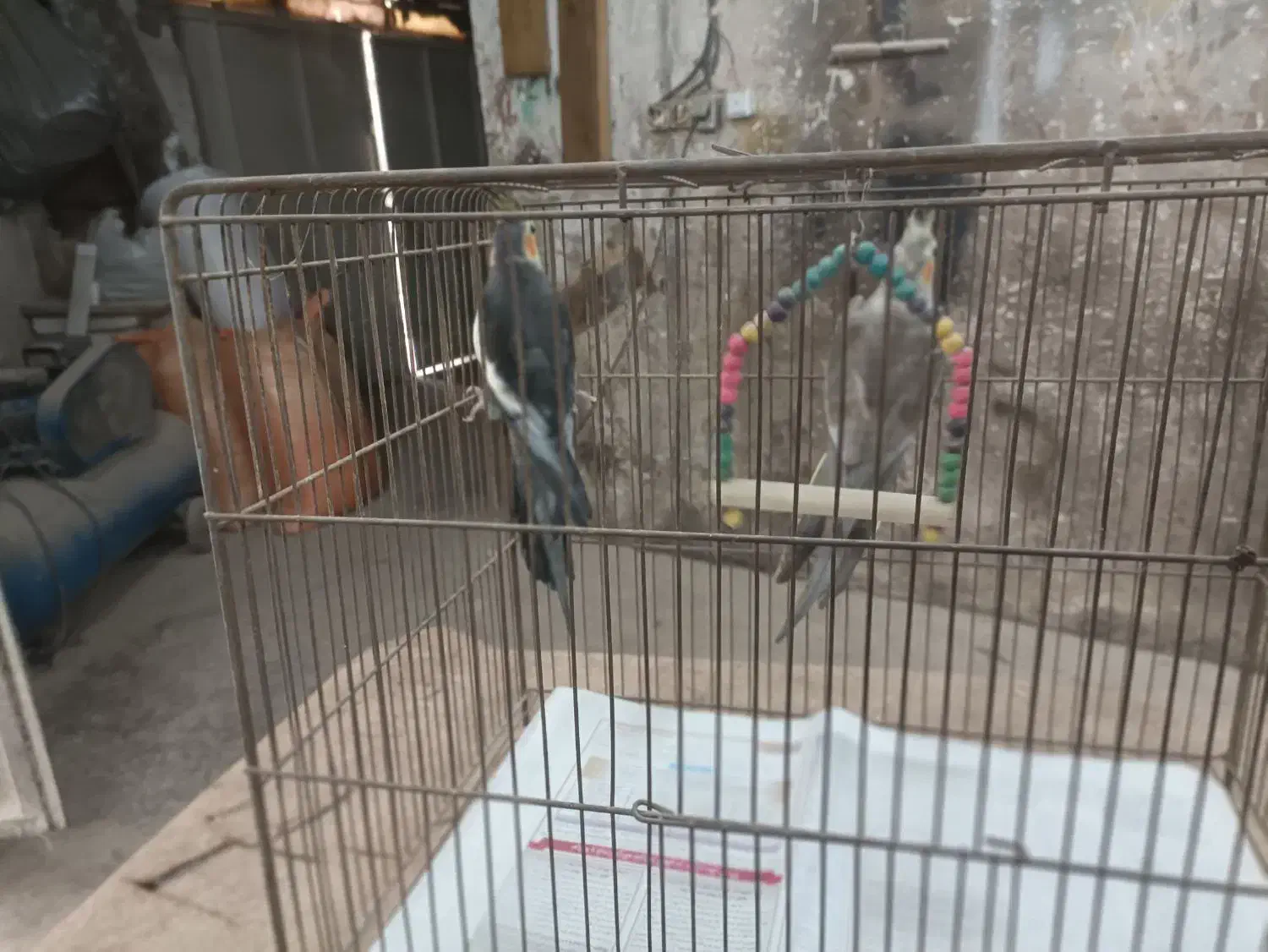 عروس هلندی|پرنده|رشت, فخب|دیوار