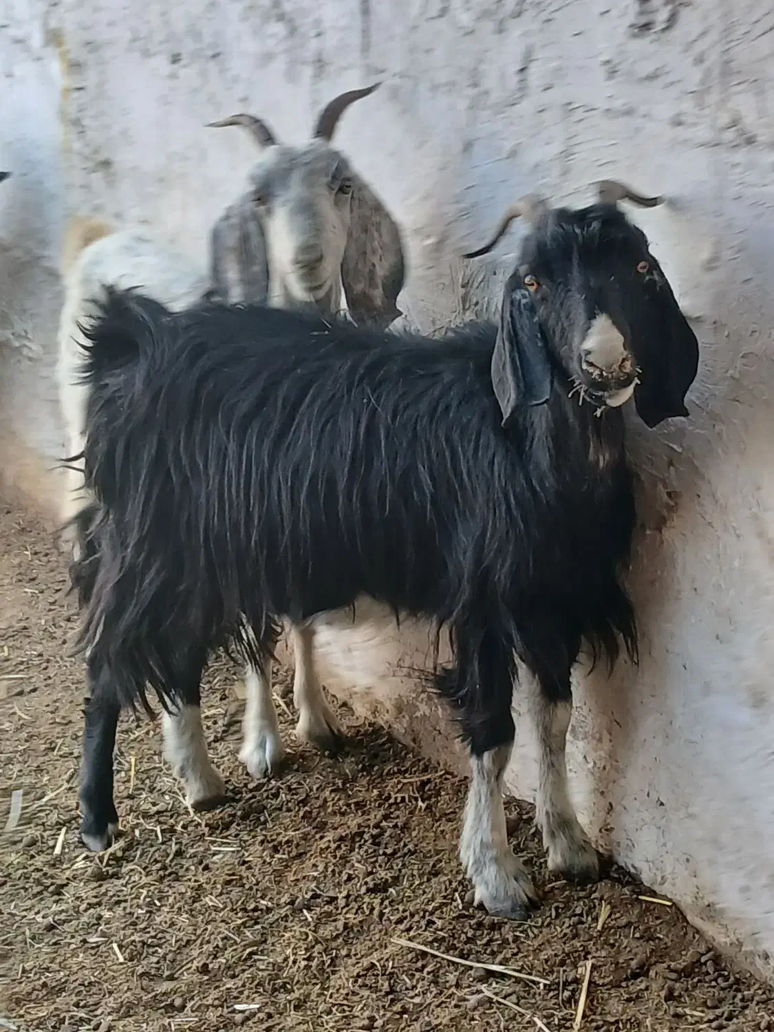 بز سرحال جوان دونه ای ۵۵۰۰|حیوانات مزرعه|مرودشت, مختارآباد|دیوار