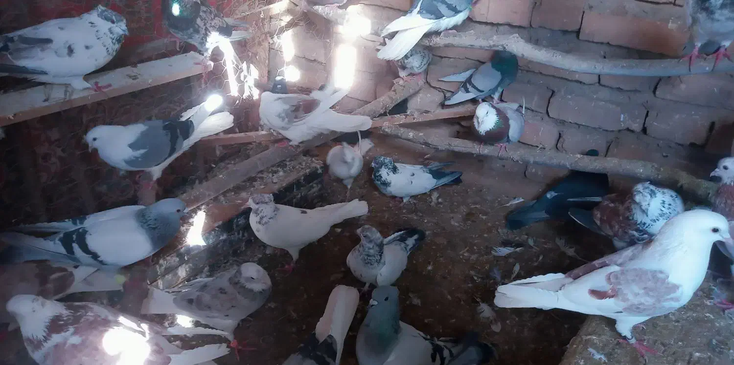 کبوتر|پرنده|بافت, |دیوار