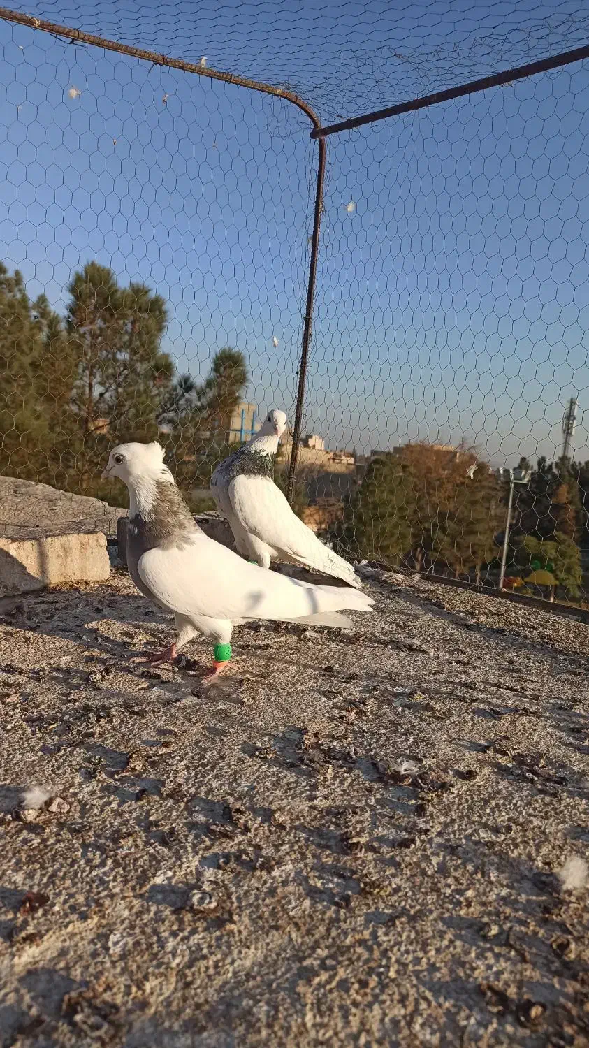 کشکیله|پرنده|سبزوار, فرهنگیان|دیوار