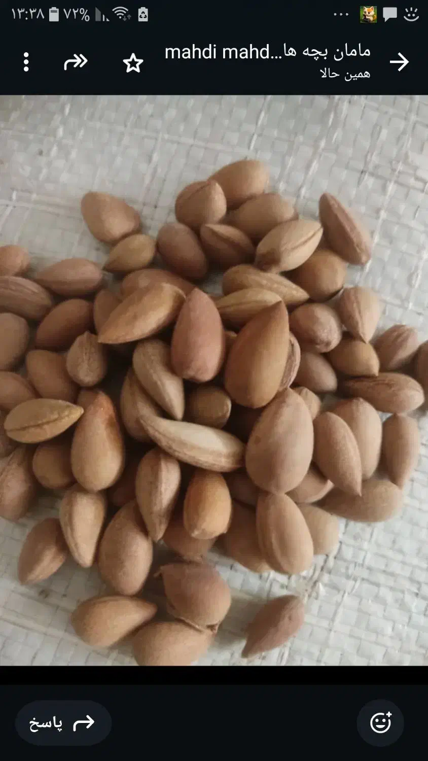 فروش و خرید بادام کوهی  یاالوک و آخرک|خوردنی و آشامیدنی|کازرون, |دیوار