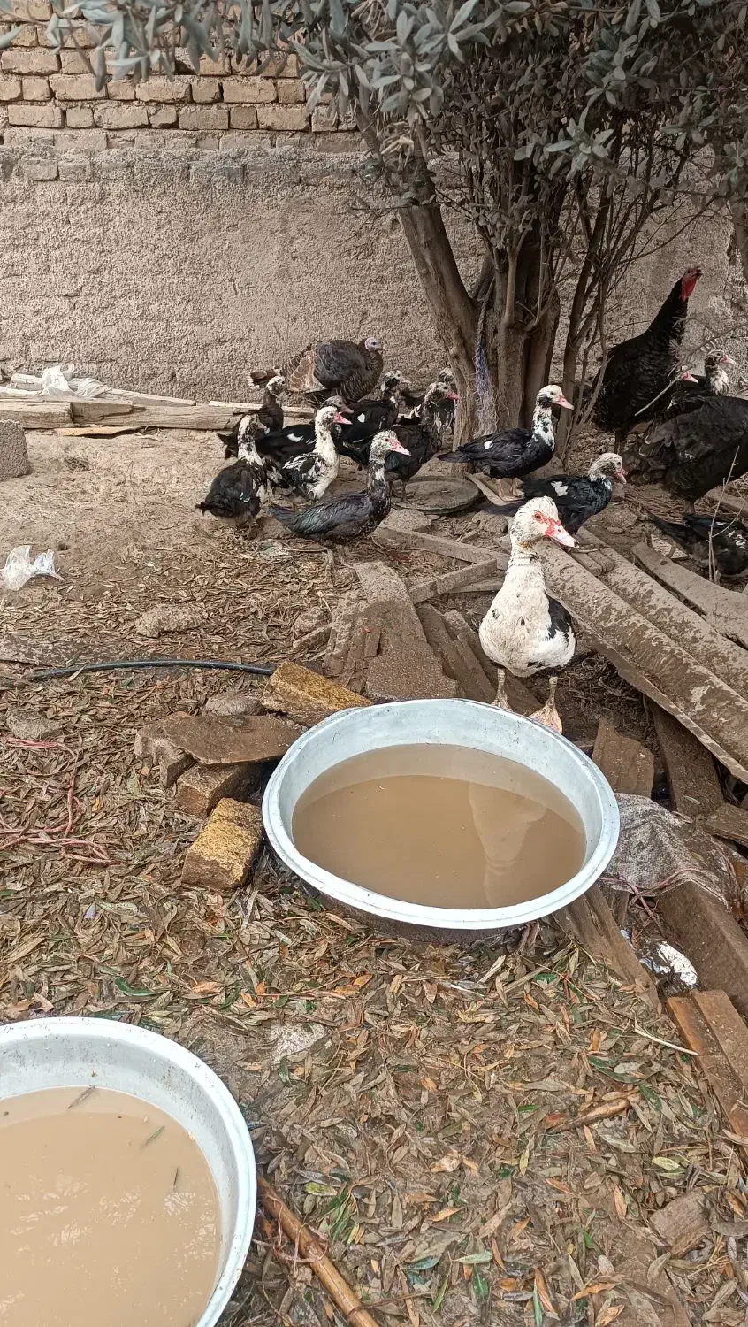 اردک|پرنده|رودبار, |دیوار