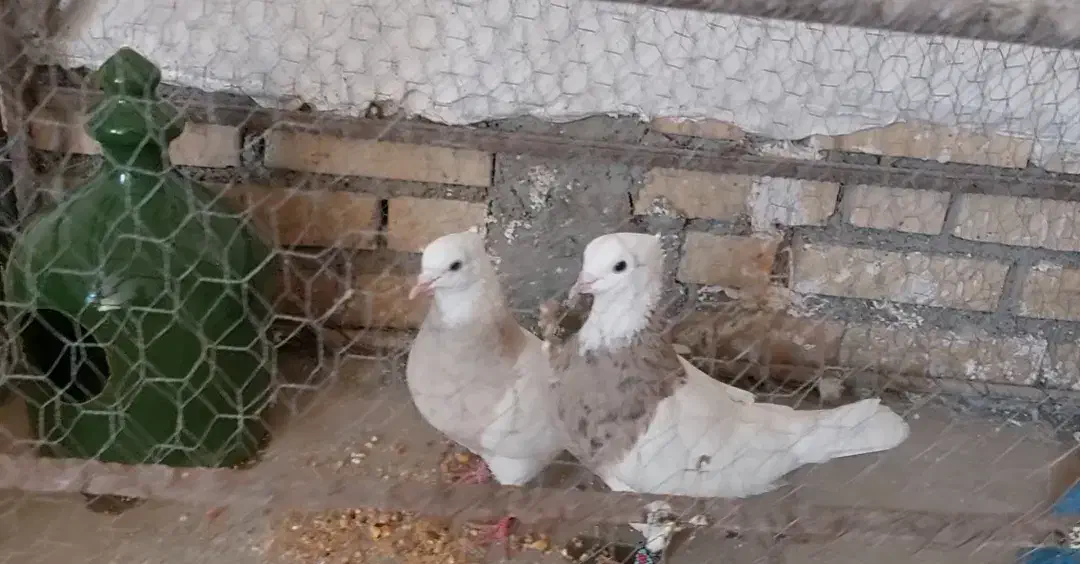 طوقی آجری|پرنده|دهلران, |دیوار