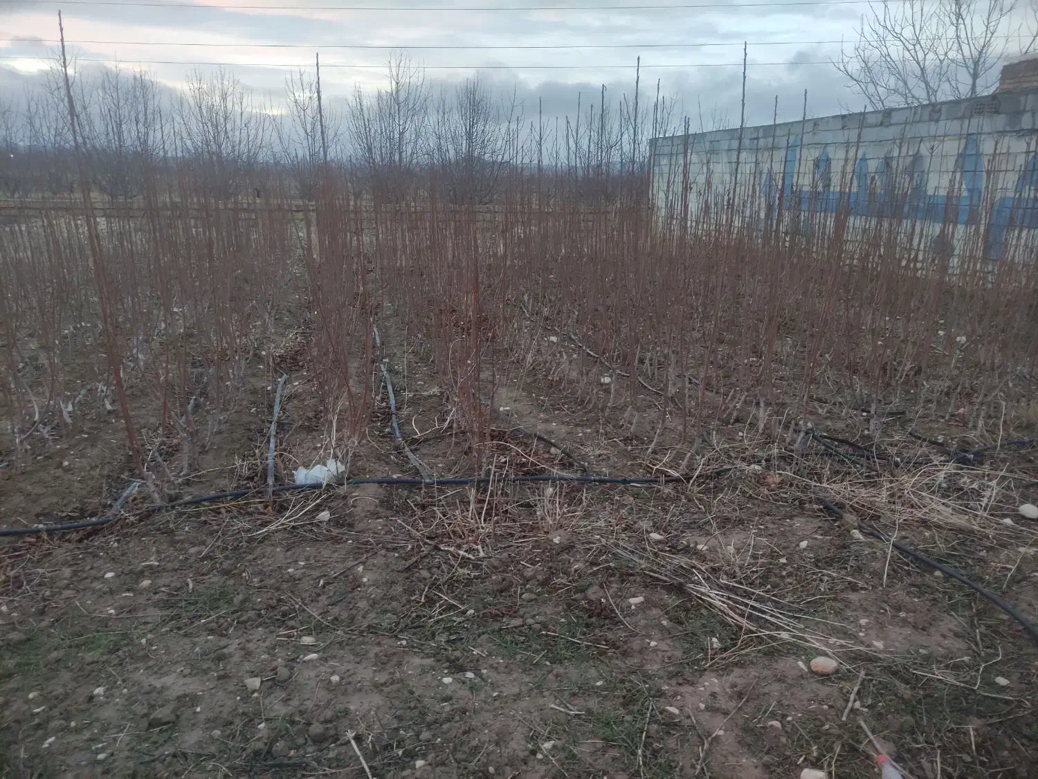 نهال گیلاس|خدمات باغبانی و درختکاری|سملقان, |دیوار