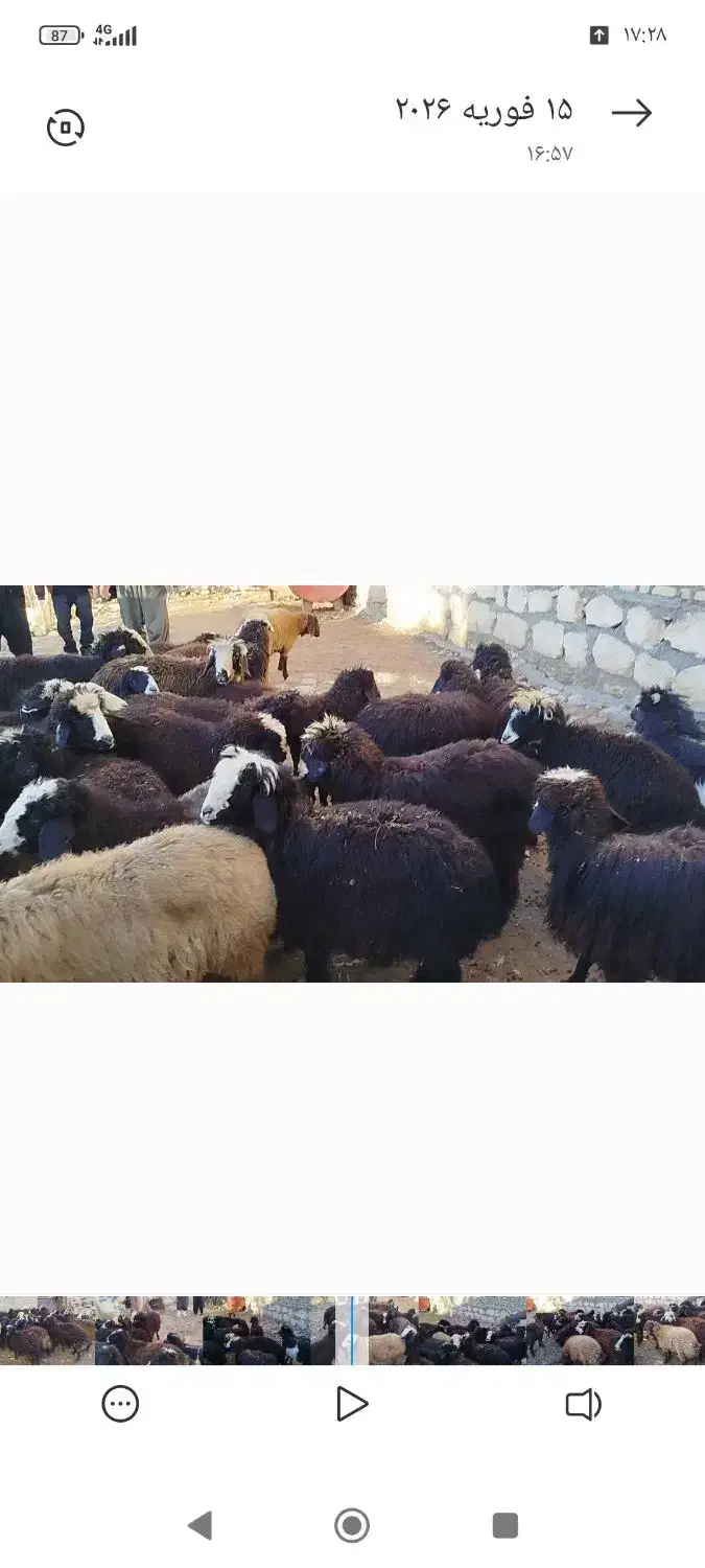 گوسفند|حیوانات مزرعه|نالوس, |دیوار