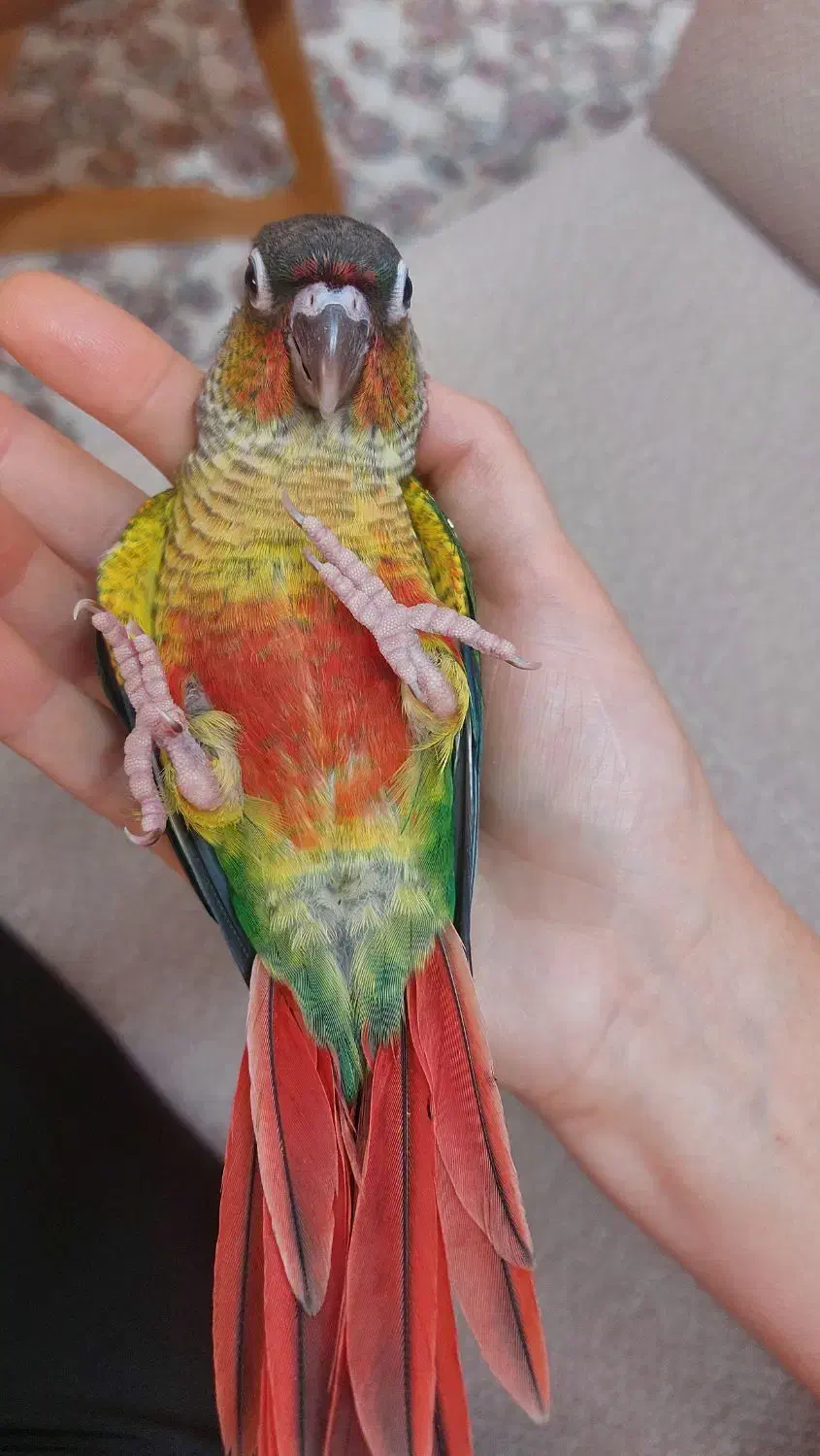 پرده گرینچیک یلوساید ۳ماهه دونخور|پرنده|فریدون‌کنار, |دیوار