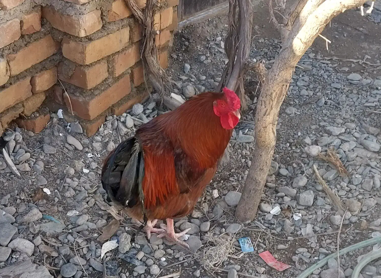 خروس|حیوانات مزرعه|نیشابور, مازول|دیوار