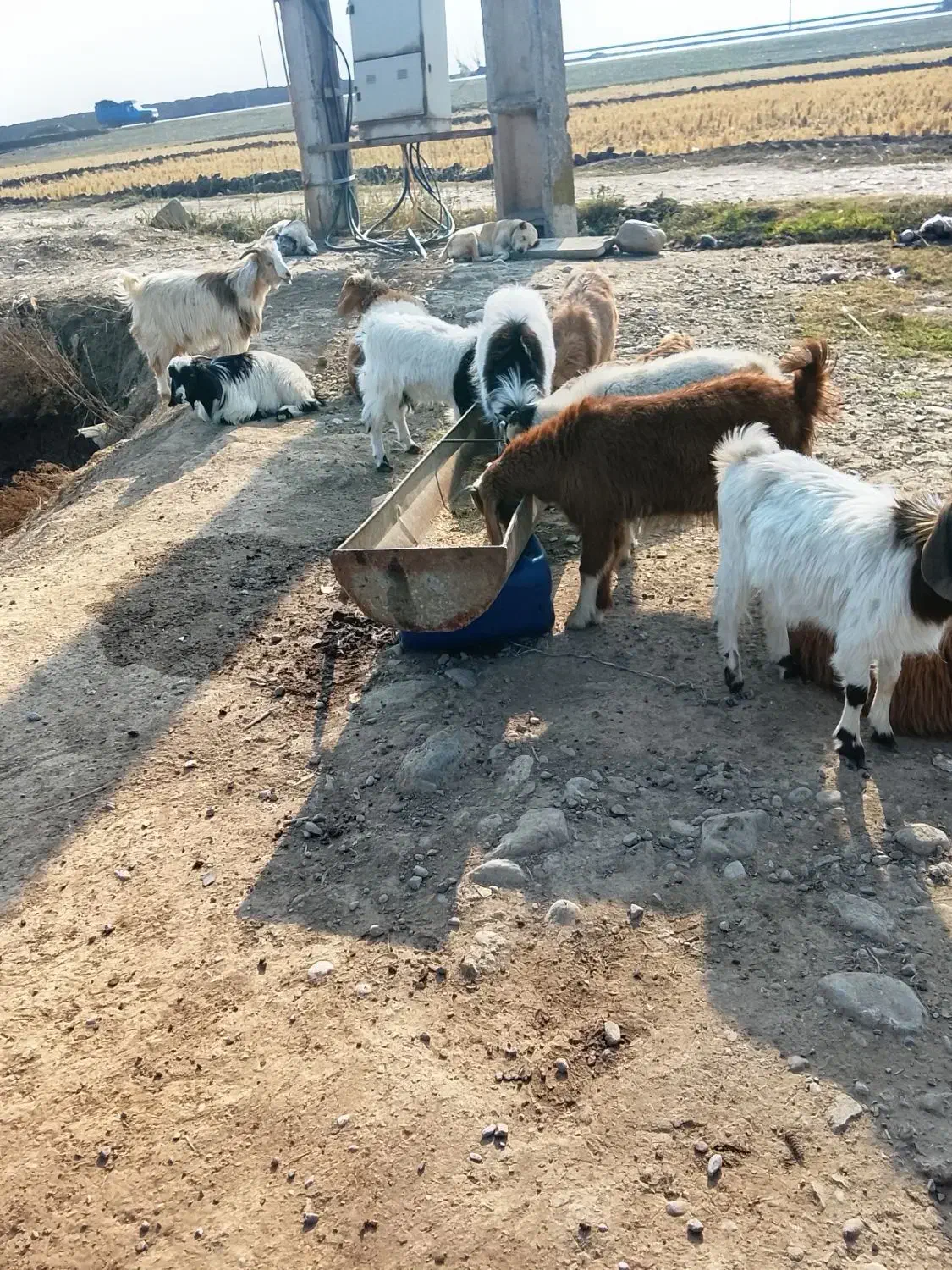 بزغاله چاق سالم|حیوانات مزرعه|علی‌آباد کتول, |دیوار