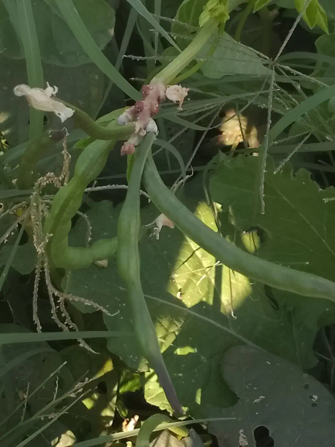 لوبیا سبز ارگانیک|خوردنی و آشامیدنی|چرام, |دیوار