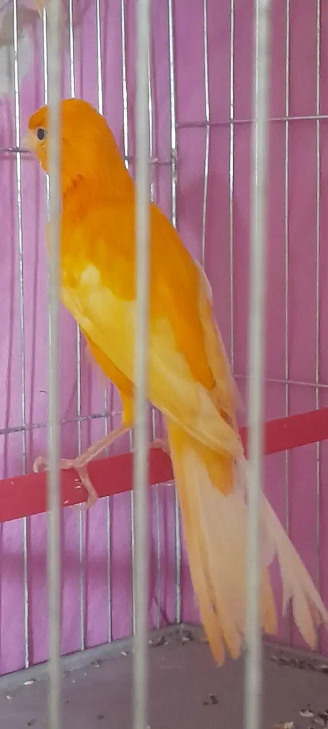 قفس|لوازم جانبی حیوانات|رشت, خواهر امام|دیوار