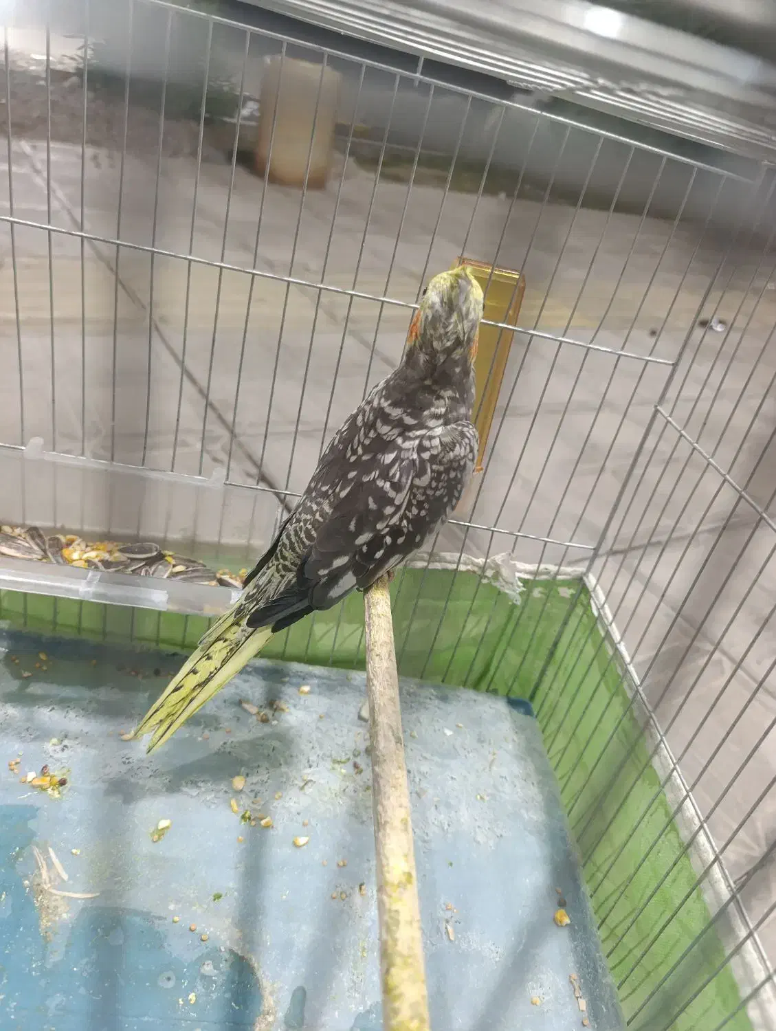 عروس هلندی|پرنده|بمپور, |دیوار