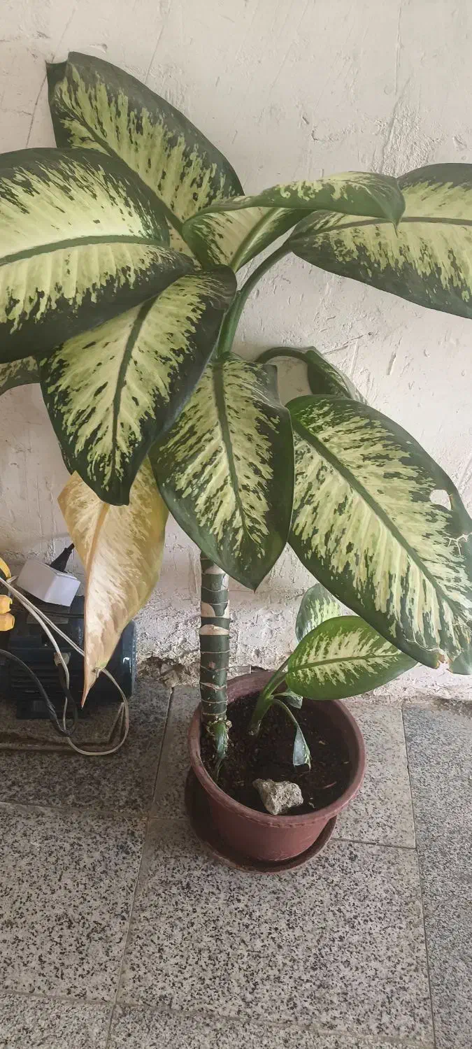 گل زیبا|گل و گیاه طبیعی|نورآباد, |دیوار