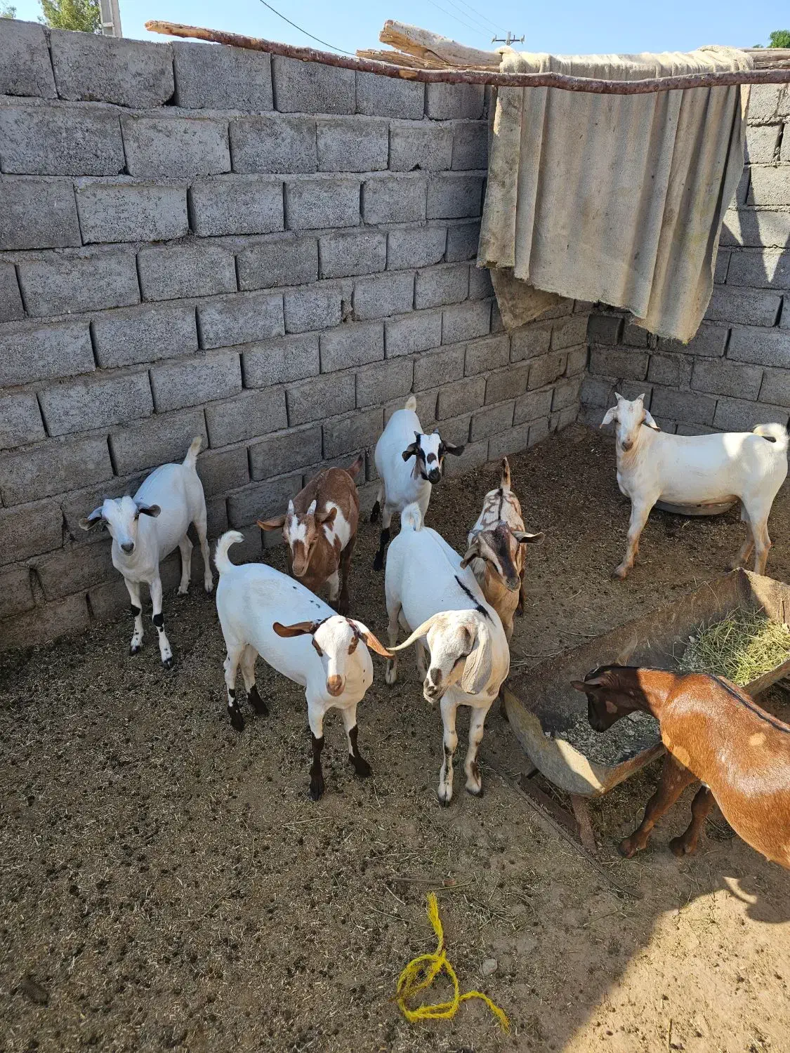 تعدادی کهره نر چاق پلم|حیوانات مزرعه|مهران (هرمزگان), |دیوار